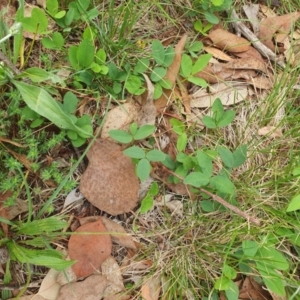 Glycine tabacina at Magpie Hill Park, Lyneham - 13 Dec 2023