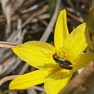 Dasytinae (subfamily) at Crace Grassland (CR_2) - 3 Nov 2023