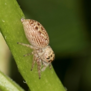 Opisthoncus grassator at Higgins, ACT - 11 Dec 2023 11:19 AM