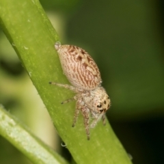 Opisthoncus grassator at Higgins, ACT - 11 Dec 2023 11:19 AM