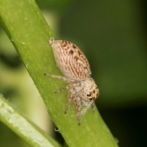 Opisthoncus grassator at Higgins, ACT - 11 Dec 2023 11:19 AM