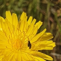 Dasytinae (subfamily) (Soft-winged flower beetle) at Crace Grasslands - 2 Nov 2023 by MiaThurgate