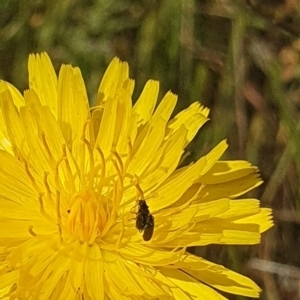 Dasytinae (subfamily) at Crace Grassland (CR_2) - 3 Nov 2023 10:31 AM