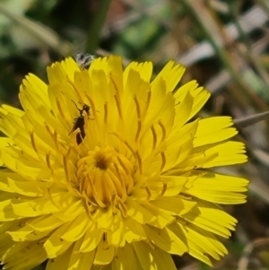 Dasytinae (subfamily) at Crace Grassland (CR_2) - 3 Nov 2023 10:31 AM