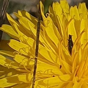 Dasytinae (subfamily) at Crace Grassland (CR_2) - 3 Nov 2023