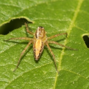 Oxyopes sp. (genus) at Higgins, ACT - 11 Dec 2023 11:15 AM