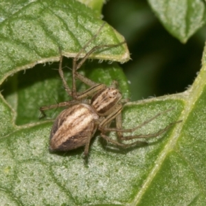 Oxyopes sp. (genus) at Higgins, ACT - 11 Dec 2023