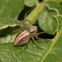 Oxyopes sp. (genus) at Higgins, ACT - 11 Dec 2023