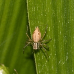 Oxyopes sp. (genus) at Higgins, ACT - 11 Dec 2023