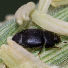 Aethina sp. (genus) (Sap beetle) at Higgins, ACT - 11 Dec 2023 by AlisonMilton