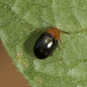 Nisotra sp. (genus) at Higgins, ACT - 12 Dec 2023 11:20 AM