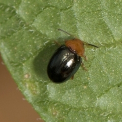 Nisotra sp. (genus) (Flea beetle) at Higgins, ACT - 12 Dec 2023 by AlisonMilton