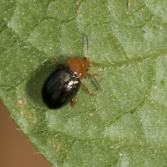 Nisotra sp. (genus) at Higgins, ACT - 12 Dec 2023 11:20 AM