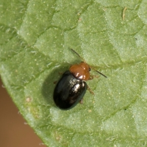 Nisotra sp. (genus) at Higgins, ACT - 12 Dec 2023 11:20 AM