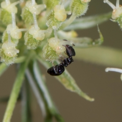 Notoncus capitatus (An epaulet ant) at Higgins, ACT - 11 Dec 2023 by AlisonMilton