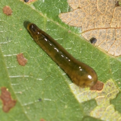Caliroa cerasi (Cherry Slug Sawfly, Pear and Cherry Slug, Pear and Cherry Sawfly) at Higgins, ACT - 12 Dec 2023 by AlisonMilton