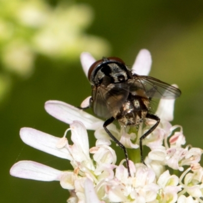 Unverified Blow fly (Calliphoridae) at Higgins, ACT - 11 Dec 2023 by AlisonMilton