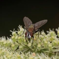 Lucilia sp. (genus) (A blowfly) at Higgins, ACT - 11 Dec 2023 by AlisonMilton