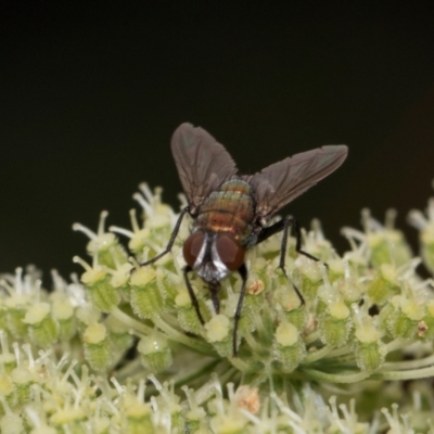 Lucilia sp. (genus) (A blowfly) at Higgins, ACT - 11 Dec 2023 by AlisonMilton