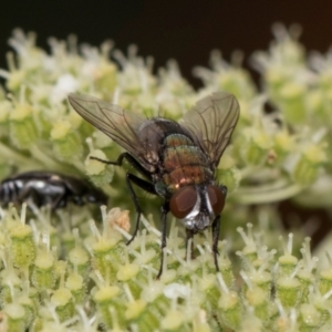 Lucilia sp. (genus) at Higgins, ACT - 11 Dec 2023