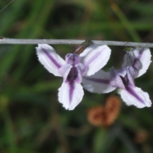 Arthropodium milleflorum at Tidbinbilla Nature Reserve - 12 Dec 2023