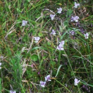 Arthropodium milleflorum at Tidbinbilla Nature Reserve - 12 Dec 2023