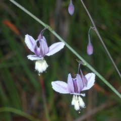 Arthropodium milleflorum at Tidbinbilla Nature Reserve - 12 Dec 2023