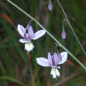 Arthropodium milleflorum at Tidbinbilla Nature Reserve - 12 Dec 2023