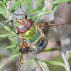 Rutilia (Chrysorutilia) sp. (genus & subgenus) (A Bristle Fly) at Lower Cotter Catchment - 12 Dec 2023 by Harrisi