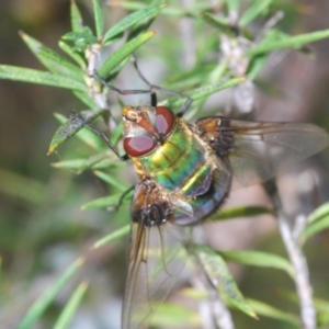 Rutilia (Chrysorutilia) sp. (genus & subgenus) at Lower Cotter Catchment - 12 Dec 2023