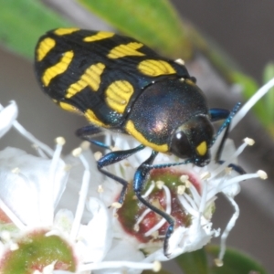 Castiarina octospilota at Paddys River, ACT - 12 Dec 2023 12:52 PM