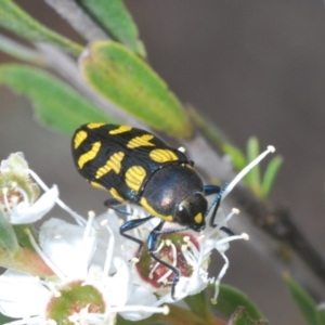 Castiarina octospilota at Paddys River, ACT - 12 Dec 2023 12:52 PM