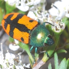 Castiarina scalaris (Scalaris jewel beetle) at Canberra Central, ACT - 13 Dec 2023 by Harrisi