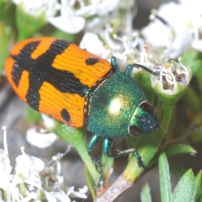 Castiarina scalaris (Scalaris jewel beetle) at Black Mountain - 13 Dec 2023 by Harrisi