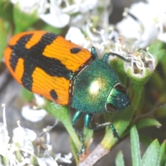 Castiarina scalaris (Scalaris jewel beetle) at Black Mountain - 13 Dec 2023 by Harrisi