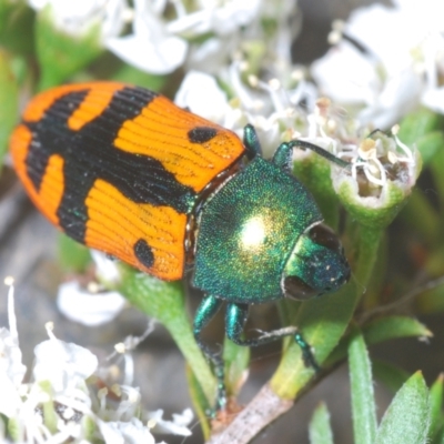 Castiarina scalaris (Scalaris jewel beetle) at Canberra Central, ACT - 13 Dec 2023 by Harrisi