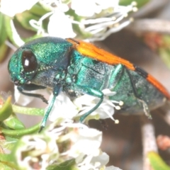 Castiarina scalaris at Black Mountain - 13 Dec 2023