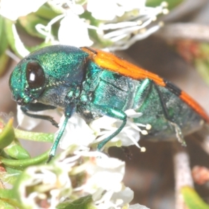 Castiarina scalaris at Black Mountain - 13 Dec 2023