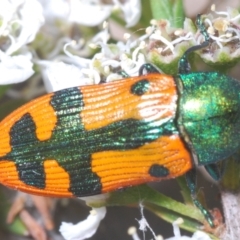 Castiarina scalaris at Black Mountain - 13 Dec 2023 10:36 PM