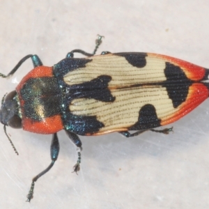 Castiarina mustelamajor at Black Mountain - 13 Dec 2023 10:30 PM