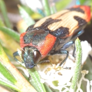 Castiarina mustelamajor at Black Mountain - 13 Dec 2023 10:30 PM