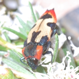 Castiarina mustelamajor at Black Mountain - 13 Dec 2023