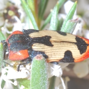 Castiarina mustelamajor at Black Mountain - 13 Dec 2023