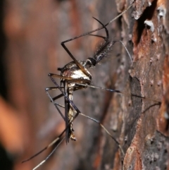 Toxorhynchites speciosis at Brisbane City, QLD - 13 Dec 2023 by TimL