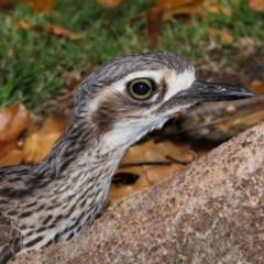 Burhinus grallarius (Bush Stone-curlew) at Brisbane City, QLD - 13 Dec 2023 by TimL