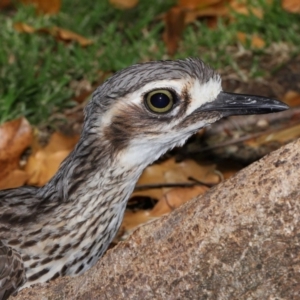 Burhinus grallarius at Brisbane City Botanic Gardens - 13 Dec 2023