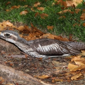 Burhinus grallarius at Brisbane City Botanic Gardens - 13 Dec 2023