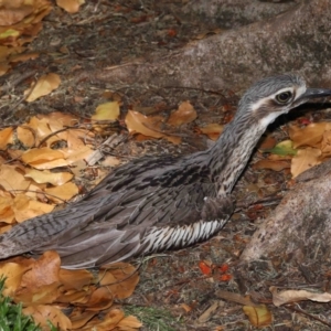 Burhinus grallarius at Brisbane City Botanic Gardens - 13 Dec 2023