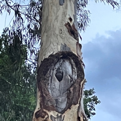 Callocephalon fimbriatum (Gang-gang Cockatoo) at Dickson Wetland Corridor - 13 Dec 2023 by Lisa.Jok