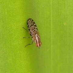 Sapromyza mallochiana (A lauxaniid fly) at Braemar, NSW - 26 Nov 2023 by Curiosity